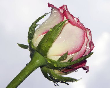 Çiçek açan güzel çiçeğe yaklaş.