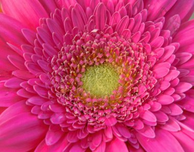 Güzel çiçeklerin açtığı yere yakın.