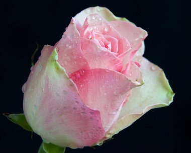 Çiçek açan güzel çiçeğe yaklaş.