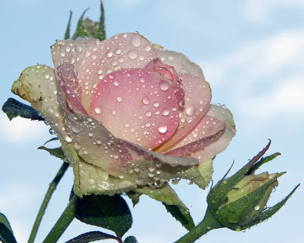Close Blooming Beautiful Rose Flower — Stock Photo, Image