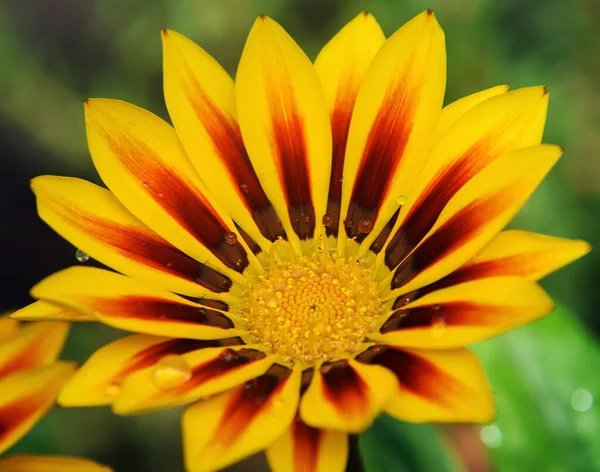 Primo Piano Fioritura Bei Fiori — Foto Stock