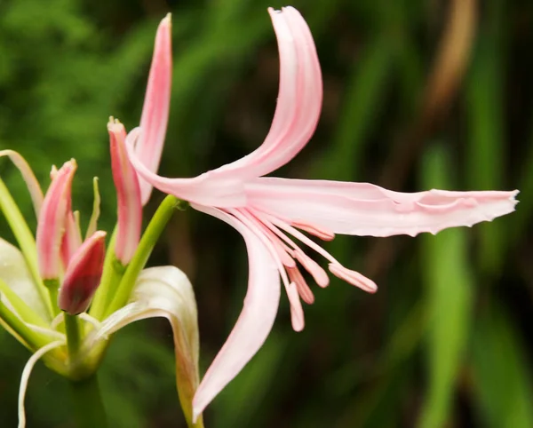 Nahaufnahme Von Blühenden Schönen Blumen — Stockfoto