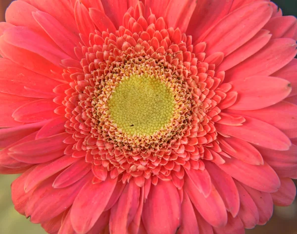 Nahaufnahme Von Blühenden Schönen Blumen — Stockfoto