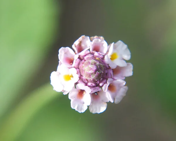 Närbild Blommande Vackra Blommor — Stockfoto
