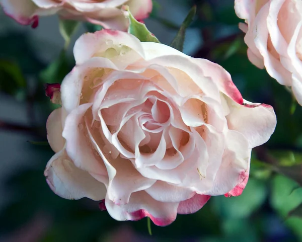 Nahaufnahme Der Blühenden Schönen Rosenblüte — Stockfoto