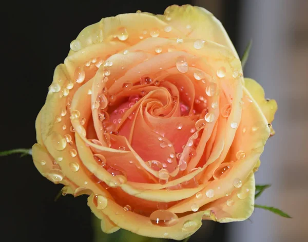 Zbliżenie Kwitnący Piękny Kwiat Róży — Zdjęcie stockowe