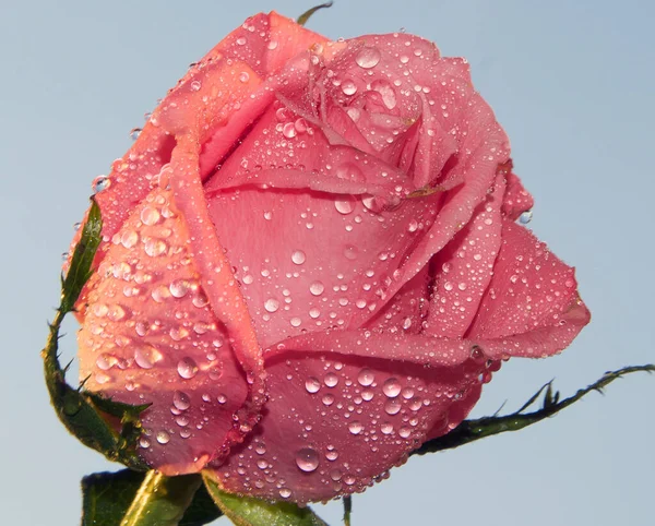 Закрыть Глаза Цветущий Красивый Цветок Розы — стоковое фото