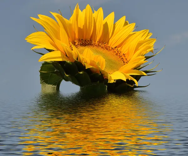 Close Flores Bonitas Florescendo Com Reflexão Água — Fotografia de Stock