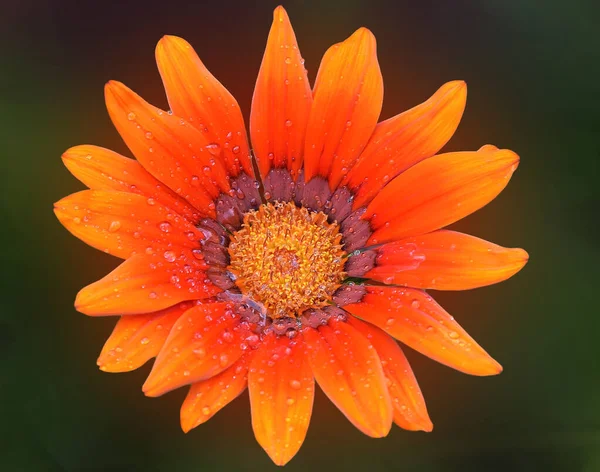 Güzel Çiçeklerin Açtığı Yere Yakın — Stok fotoğraf