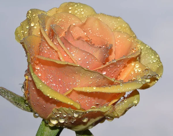 美しいバラの花を咲かせ — ストック写真