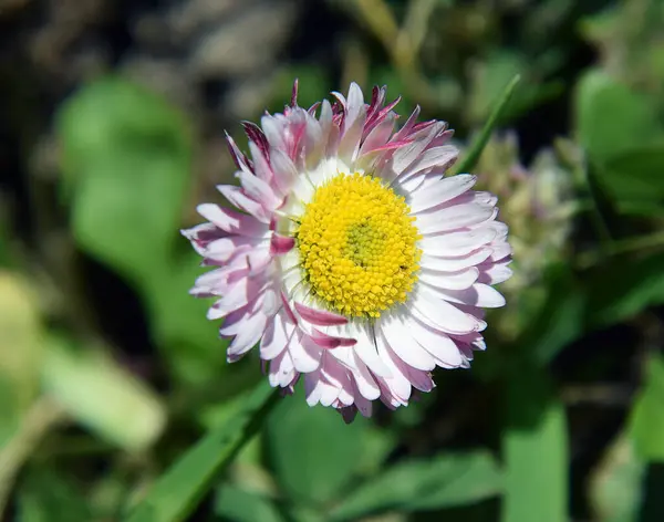 Nahaufnahme Von Blühenden Schönen Blumen — Stockfoto