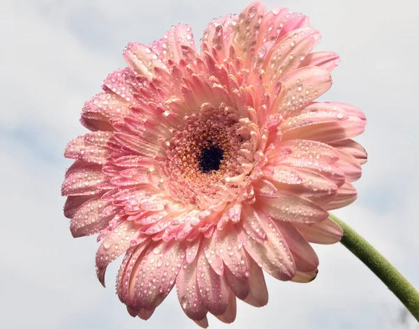 Close Blooming Beautiful Flowers — Stock Photo, Image