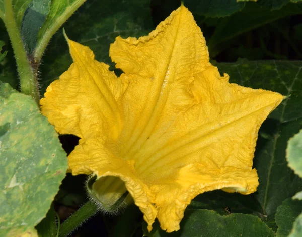 Nahaufnahme Von Blühenden Schönen Blumen — Stockfoto