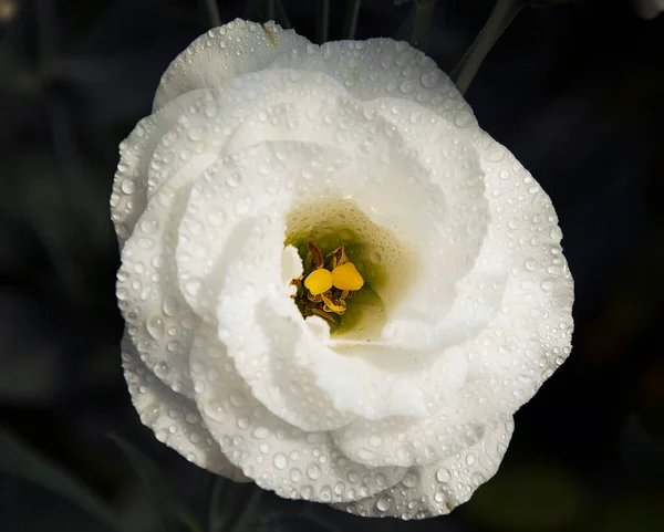 Close Blooming Beautiful Flowers — Stock Photo, Image