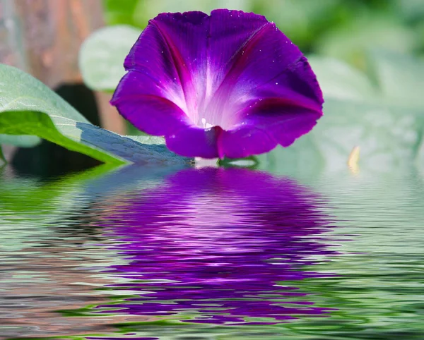 Close Flores Bonitas Florescendo Com Reflexão Água — Fotografia de Stock