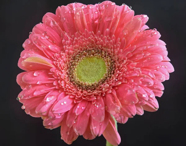 Close Blooming Beautiful Flowers — Stock Photo, Image