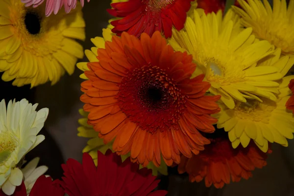 Nahaufnahme Von Blühenden Schönen Blumen — Stockfoto