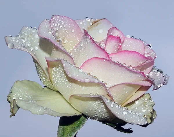 Zblízka Kvetoucí Krásné Růže Květiny — Stock fotografie
