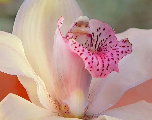 一朵朵盛开的美丽花朵 — 图库照片