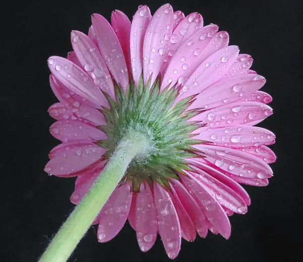 Gros Plan Floraison Belles Fleurs — Photo