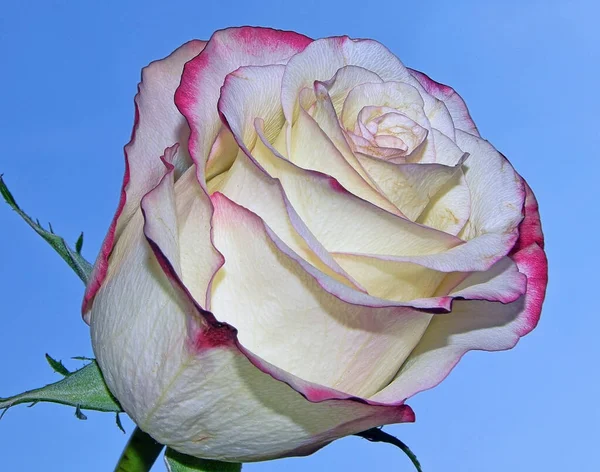 Закрыть Глаза Цветущий Красивый Цветок Розы — стоковое фото