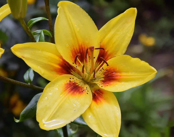 Nahaufnahme Von Blühenden Schönen Blumen — Stockfoto