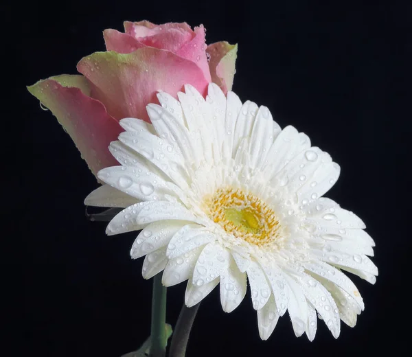 美しい花を咲かせ — ストック写真