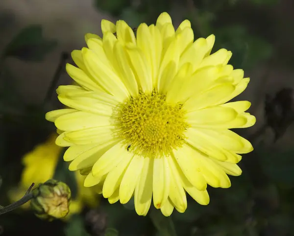 Gros Plan Floraison Belles Fleurs — Photo