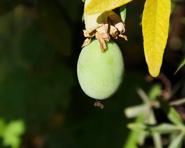 Rama Árbol Con Fruta Creciendo Aire Libre Concepto Verano Vista — Foto de Stock