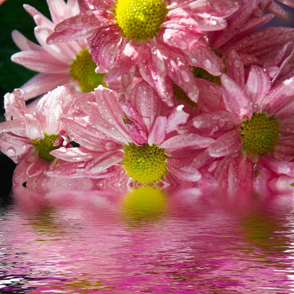 Gros Plan Belles Fleurs Fleuries Avec Réflexion Eau — Photo