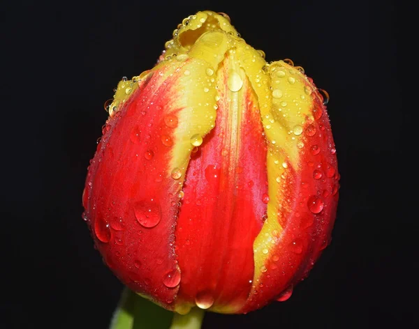 Nahaufnahme Von Blühenden Schönen Blumen — Stockfoto