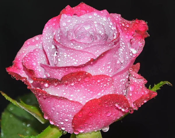 Nahaufnahme Der Blühenden Schönen Rosenblüte — Stockfoto