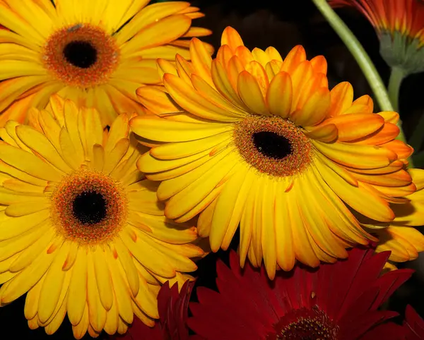 Nahaufnahme Von Blühenden Schönen Blumen — Stockfoto