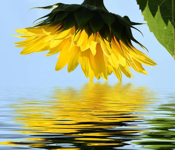 Close Blooming Beautiful Flowers Water Reflection — Stock Photo, Image