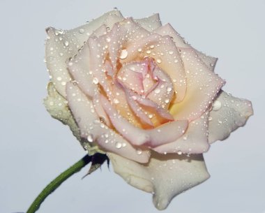 Çiçek açan güzel çiçeğe yaklaş.