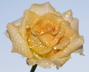 Çiçek açan güzel çiçeğe yaklaş.