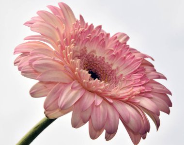 Güzel çiçeklerin açtığı yere yakın.