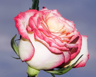 Çiçek açan güzel çiçeğe yaklaş.