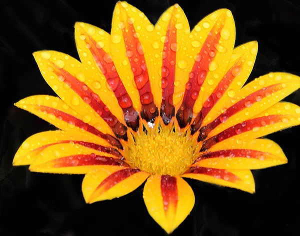 Крупним Планом Цвітіння Красиві Квіти — стокове фото