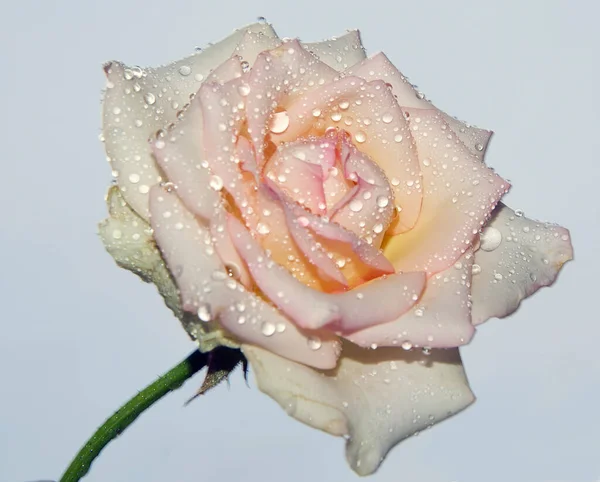Κοντινό Πλάνο Του Ανθισμένου Όμορφου Τριαντάφυλλου — Φωτογραφία Αρχείου