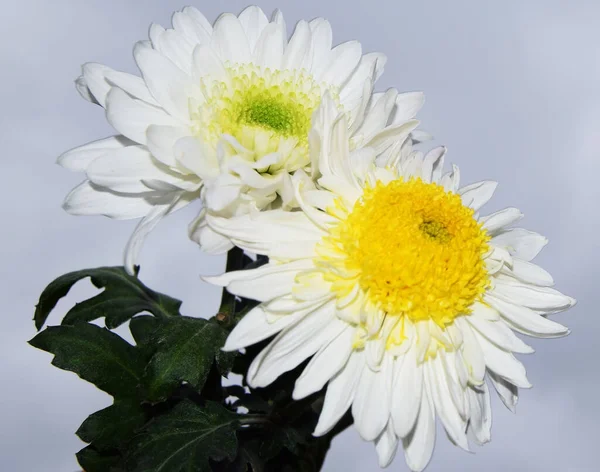 Närbild Blommande Vackra Blommor — Stockfoto