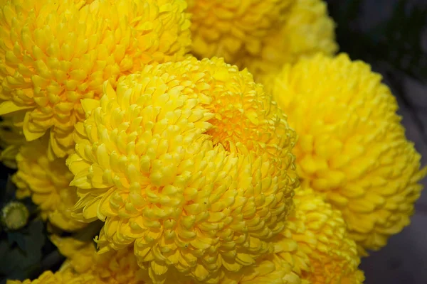 Primer Plano Flores Hermosas Florecientes — Foto de Stock