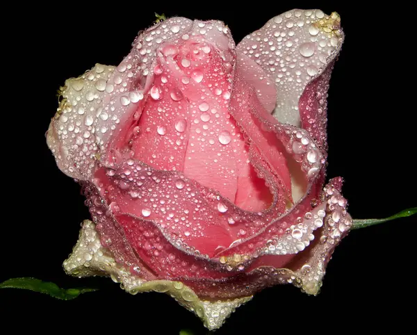 Close Blooming Beautiful Rose Flower — Stock Photo, Image