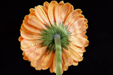 Koyu arkaplanda güzel bir çiçek, yaz konsepti, yakın görüş  