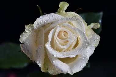 Koyu arkaplanda güzel bir gül, yaz konsepti, yakın görüş  