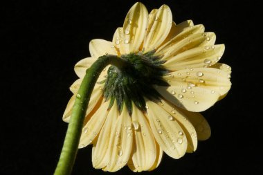 Koyu arkaplanda güzel bir çiçek, yaz konsepti, yakın görüş  