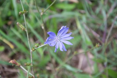 Güzel çiçeklerin açtığı yere yakın.