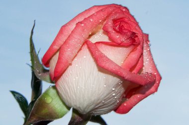 Gökyüzünde güzel bir çiçek, yaz konsepti, yakın manzara  