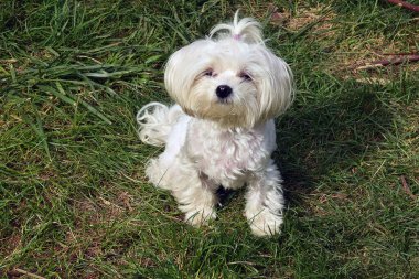 Tatlı köpek yaz günü dışarıda eğleniyor.