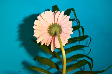 Renkli arka planda güzel Gerbera çiçeği ve yaprağı, yaz konsepti, yakın görüş  